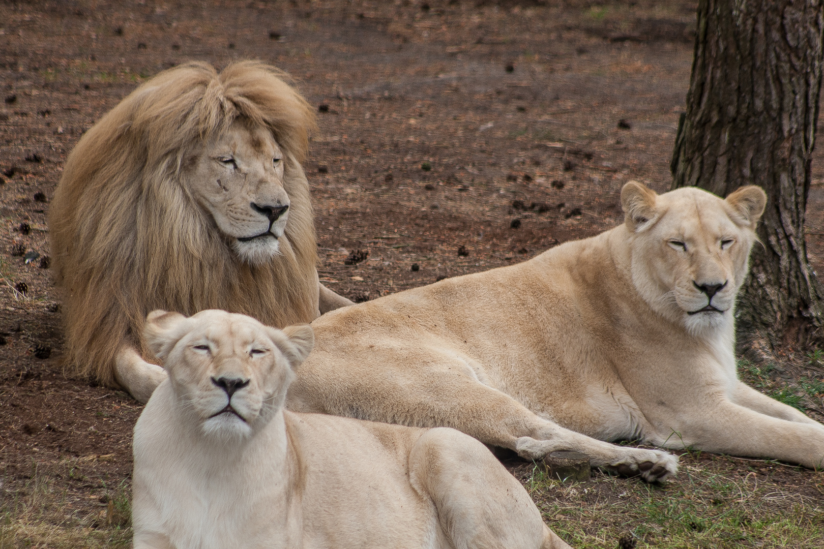 Weißer Löwe mit seinem Harem