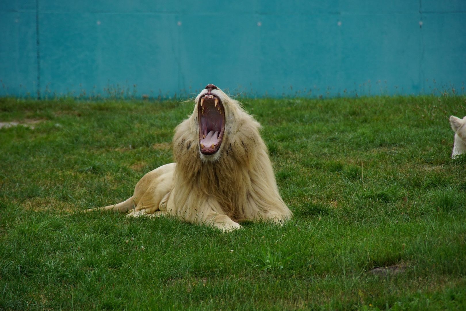 Weißer Löwe reißt mal richtig das Maul auf