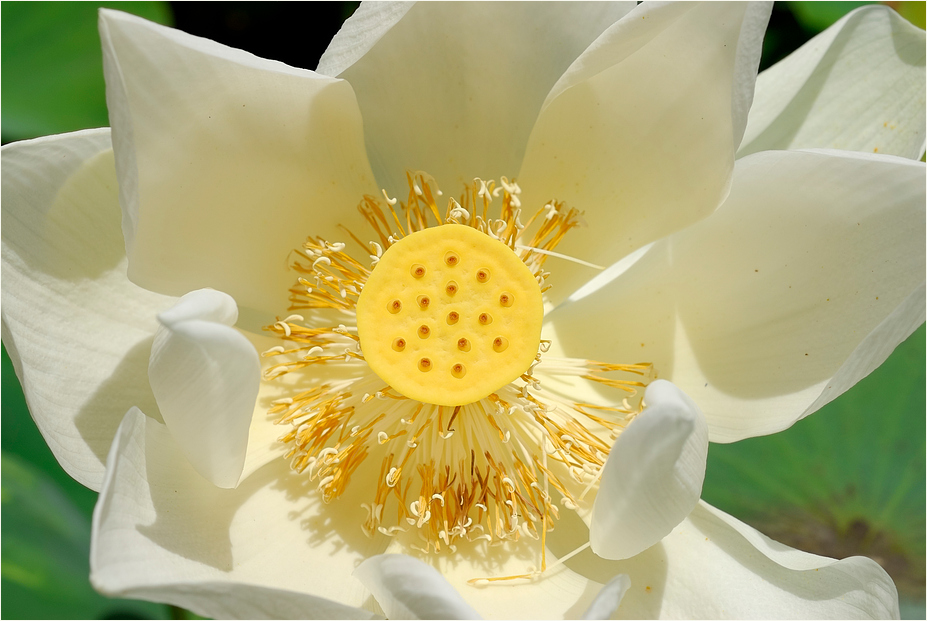 Weißer Lotus - Symbol der Reinheit