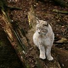 Weißer Luchs im Gehölz