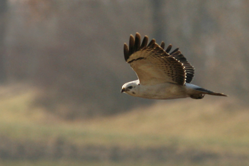 Weißer Mäusebussard (Buteo buteo)