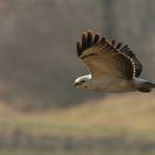 Weißer Mäusebussard (Buteo buteo)