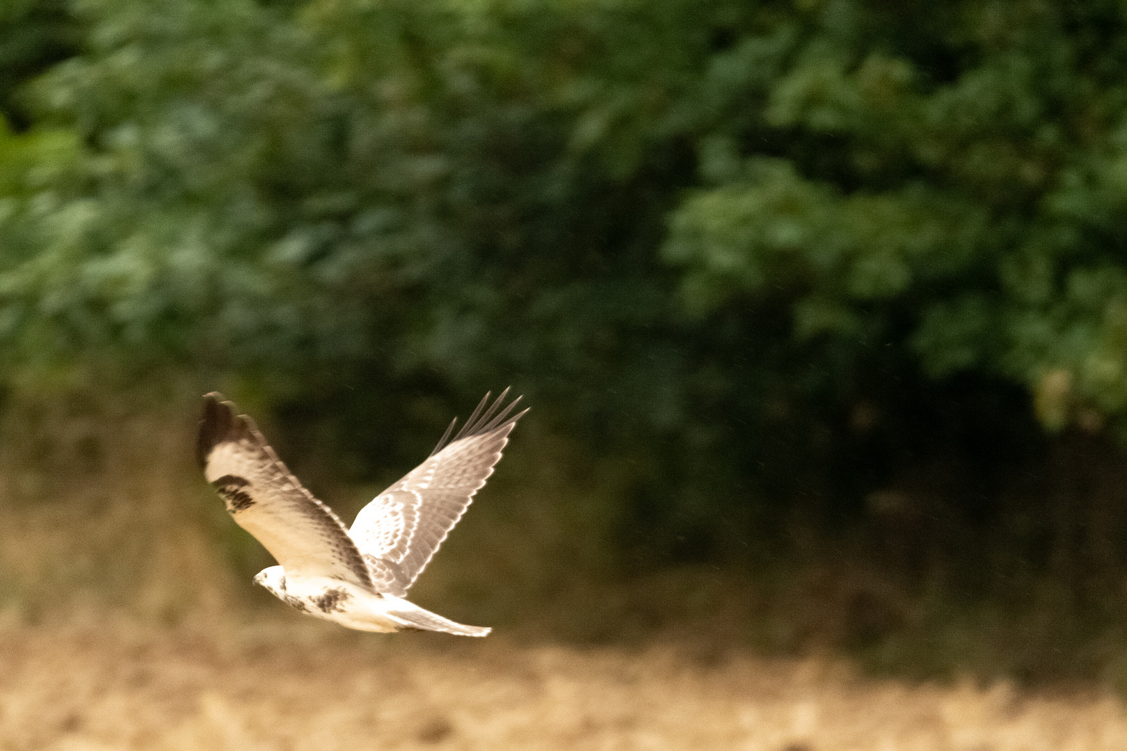 weißer Mäusebussard - Im Flug erwischt