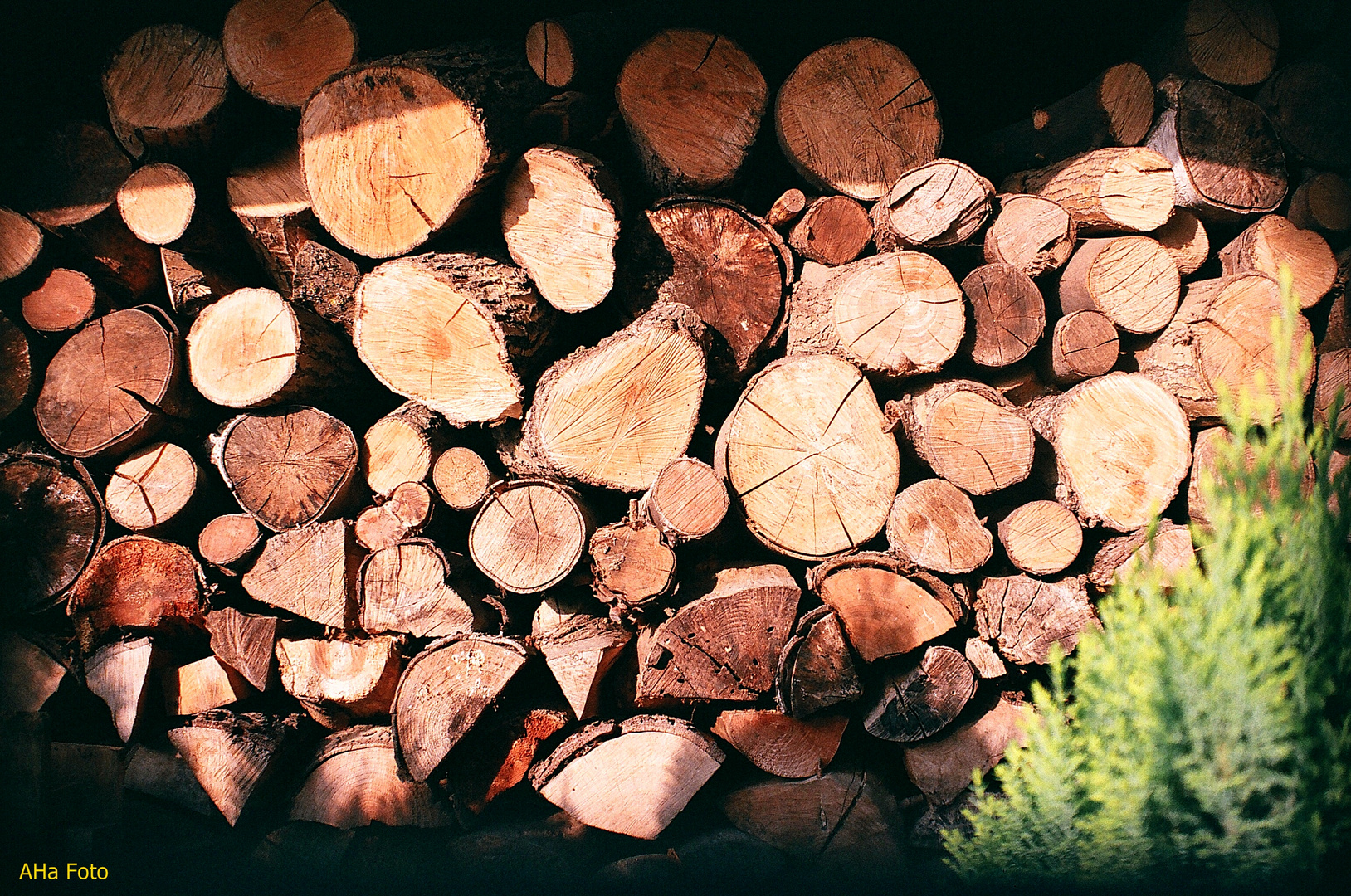 Weißer Mann sammelt viel Holz, Winter wird hart ....