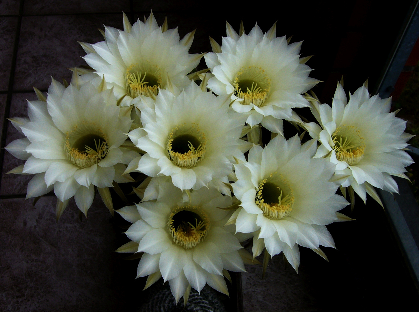 Weißer massiger Bauernkaktus mit großen weißen Blüten Echinopsis sp. Foto & Bild pflanzen