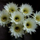 Weißer massiger Bauernkaktus mit großen weißen Blüten - Echinopsis sp.