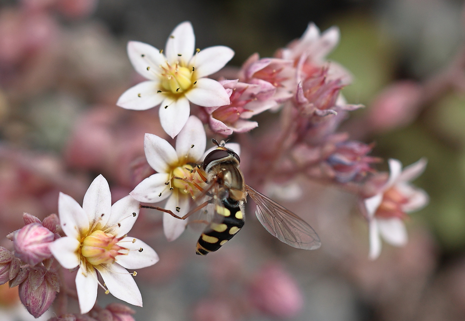 weisser  Mauerpfeffer mit Schwebfliege 