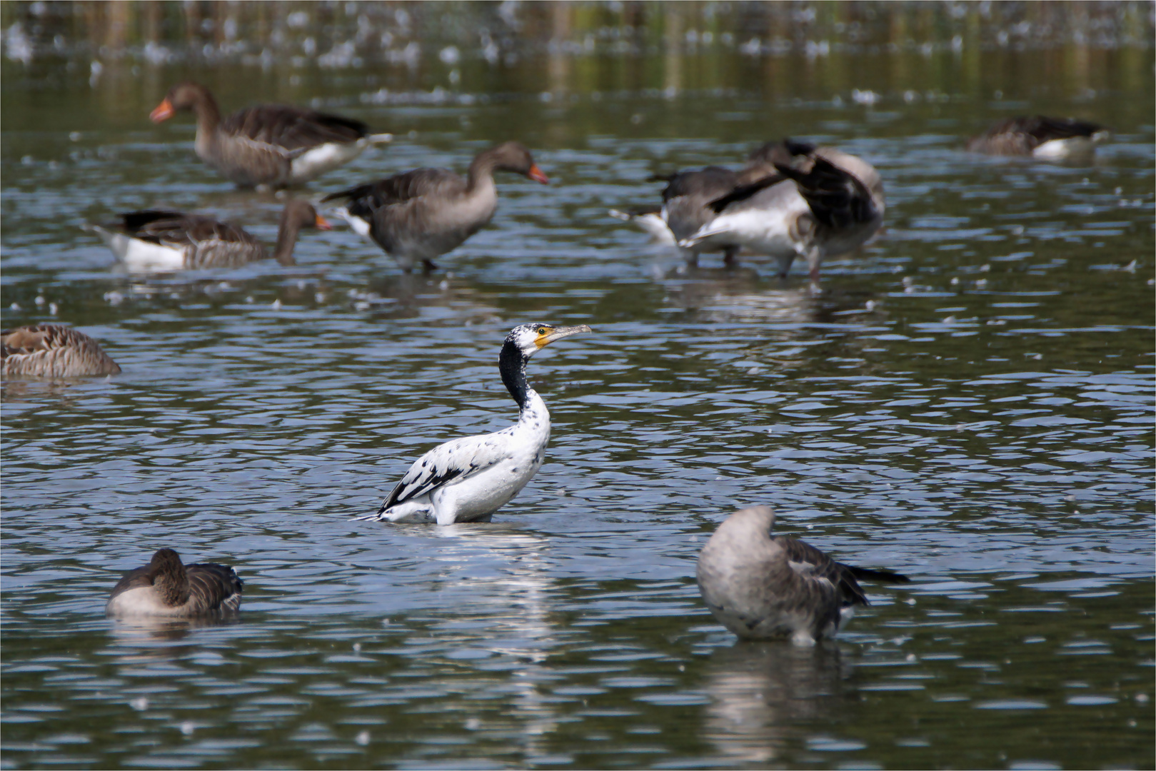 Weißer Meerrabe - Kormoran -