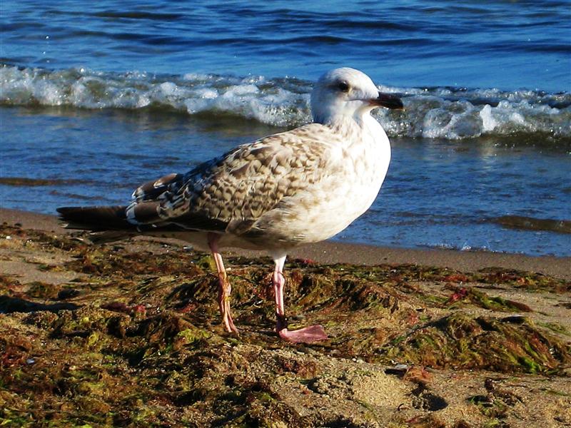 ...weißer Mövenvogel am Strand...