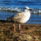 ...weißer Mövenvogel am Strand...