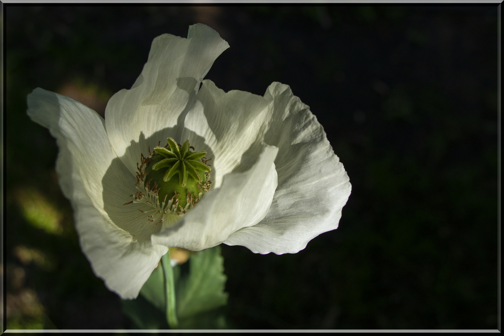 weißer Mohn 