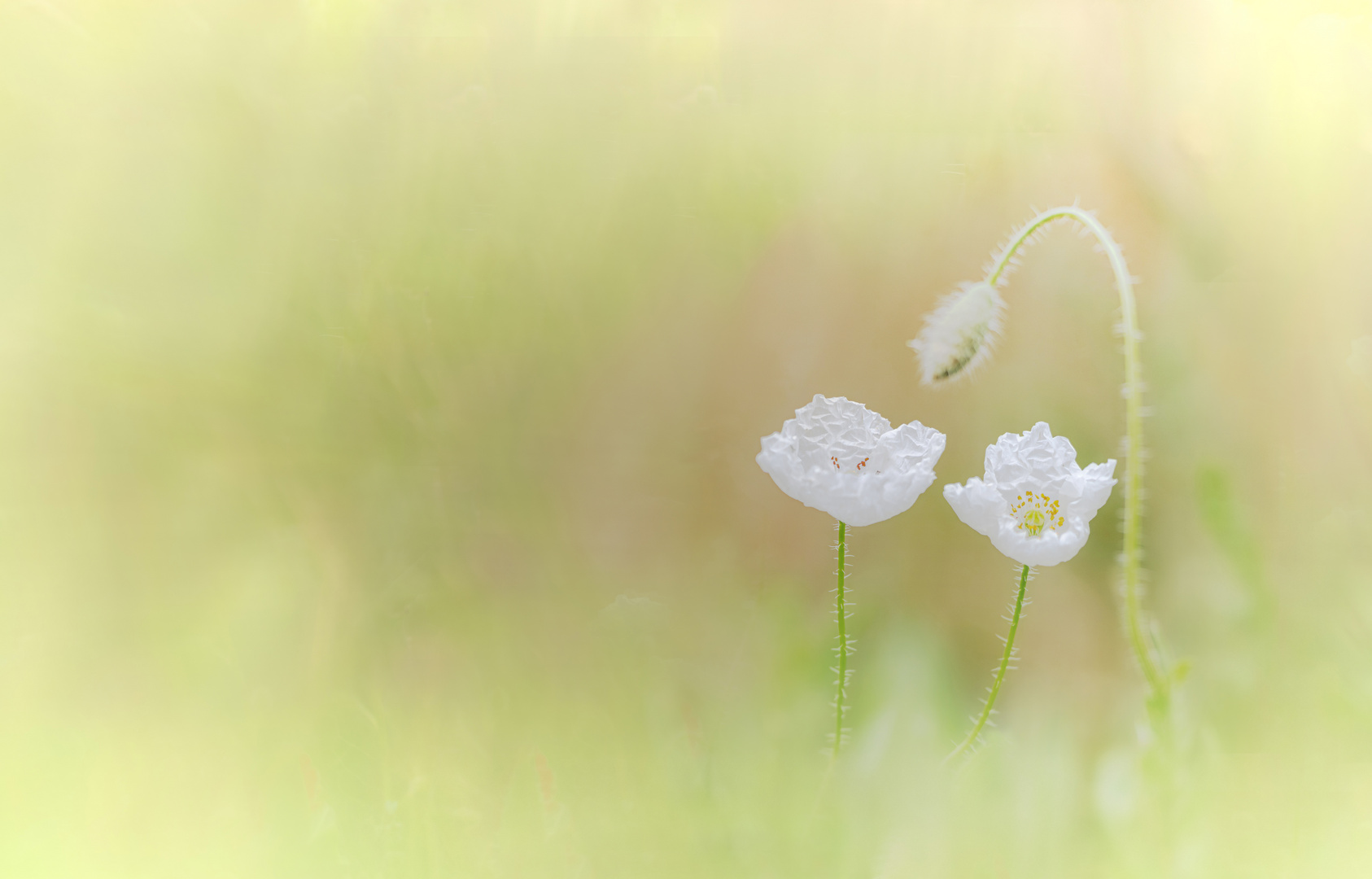 Weißer Mohn