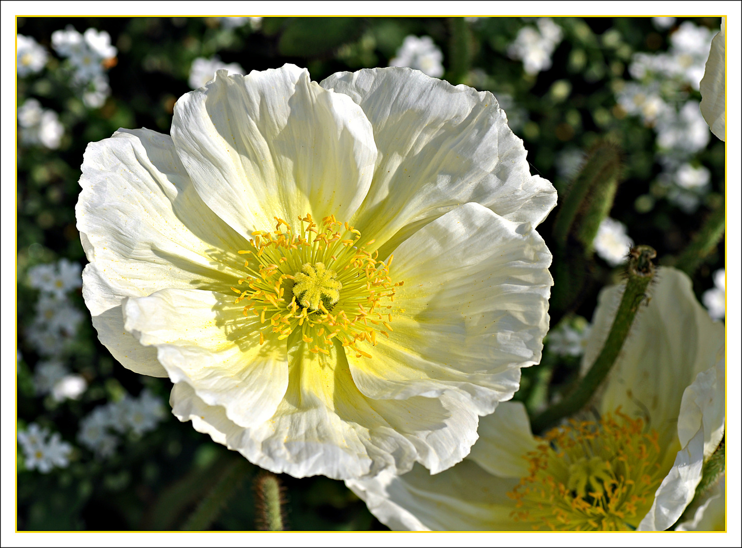 weißer Mohn