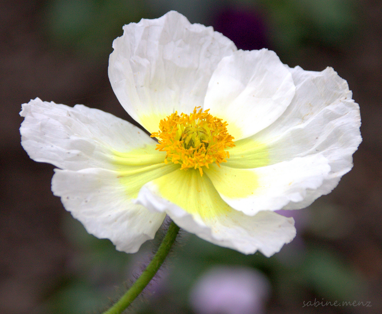 ...weißer Mohn...