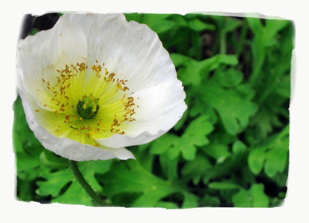 Weißer Mohn