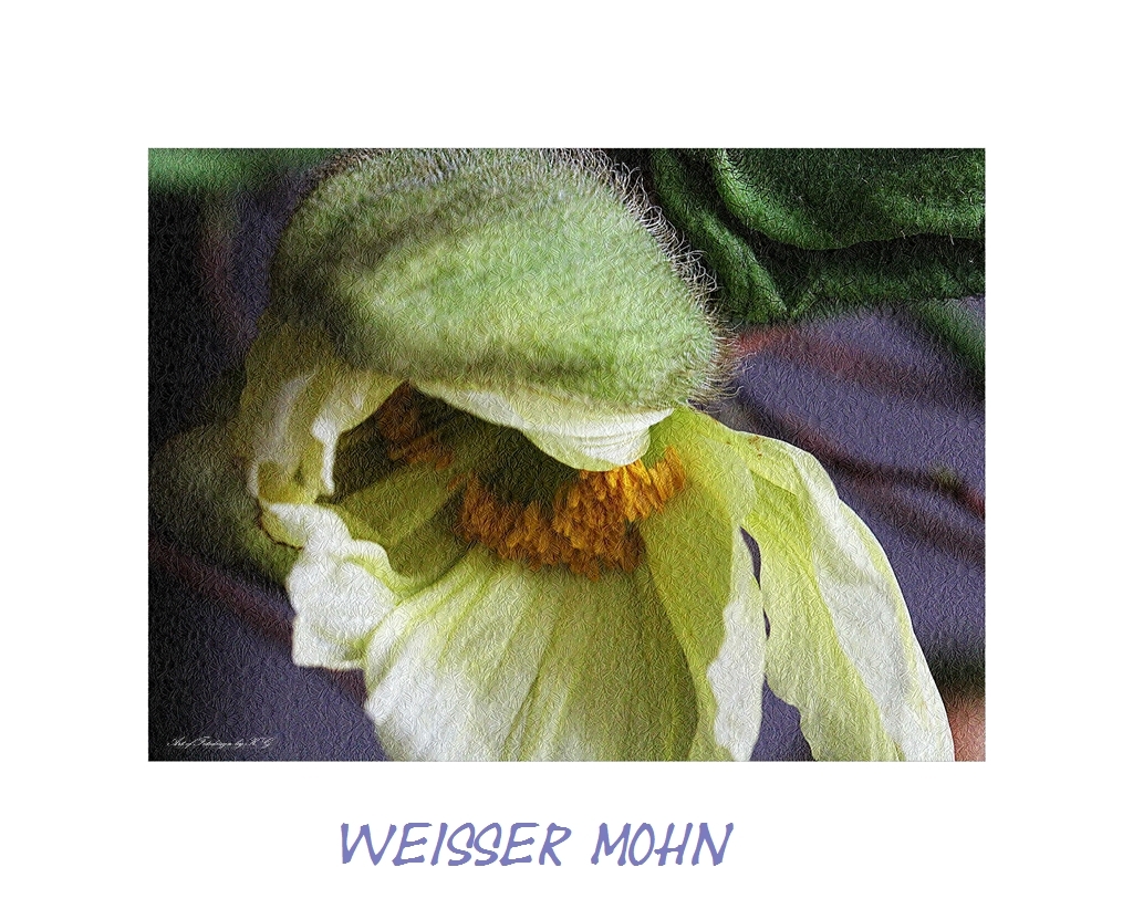 weisser Mohn