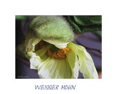 weisser Mohn