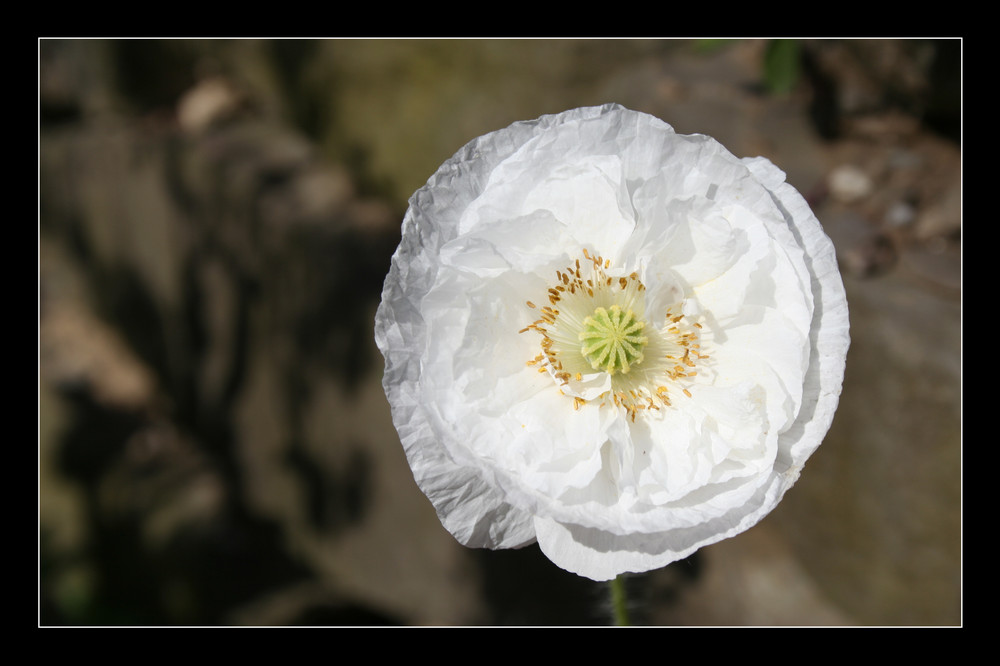 Weißer Mohn