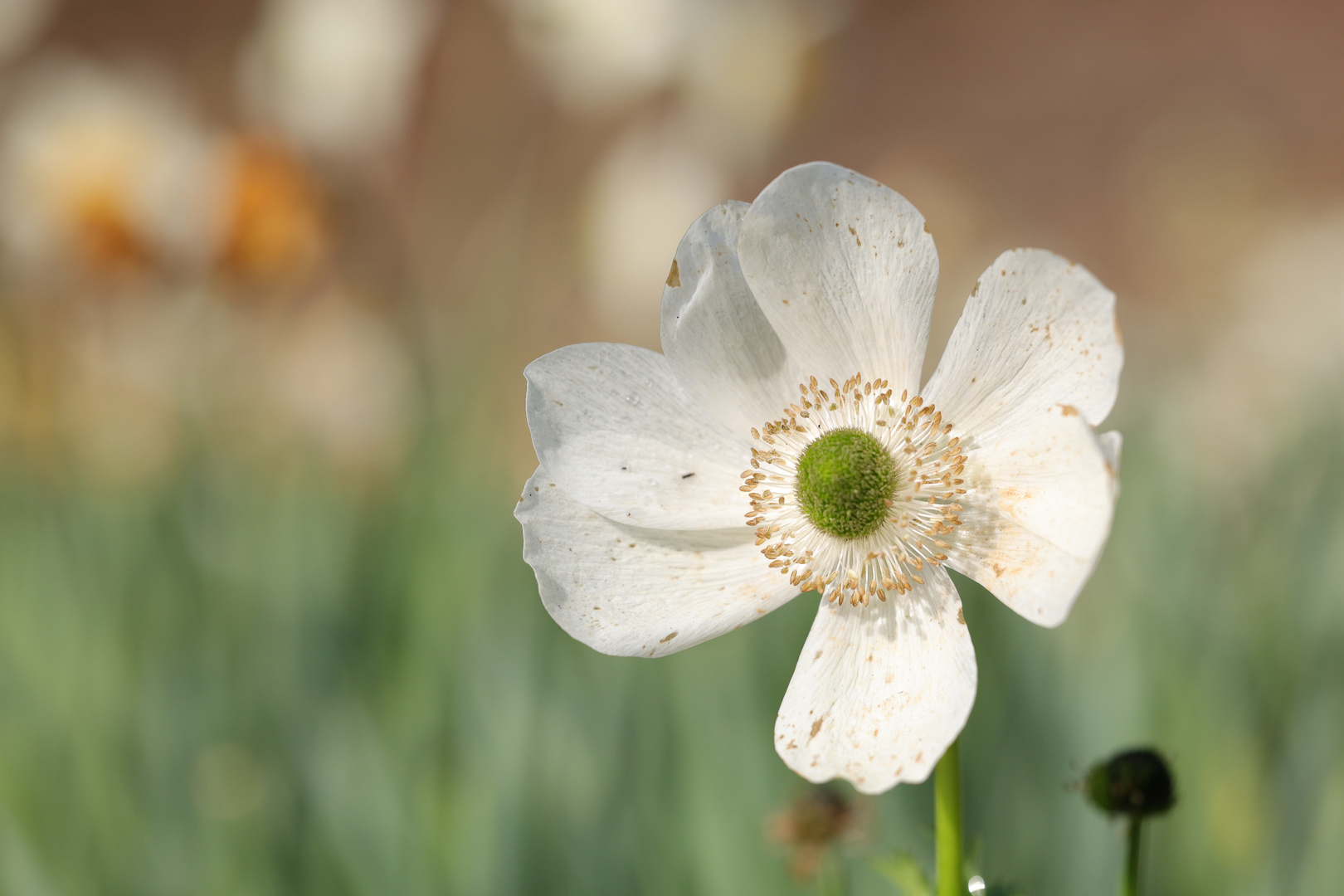 Weißer Mohn