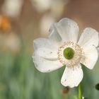 Weißer Mohn