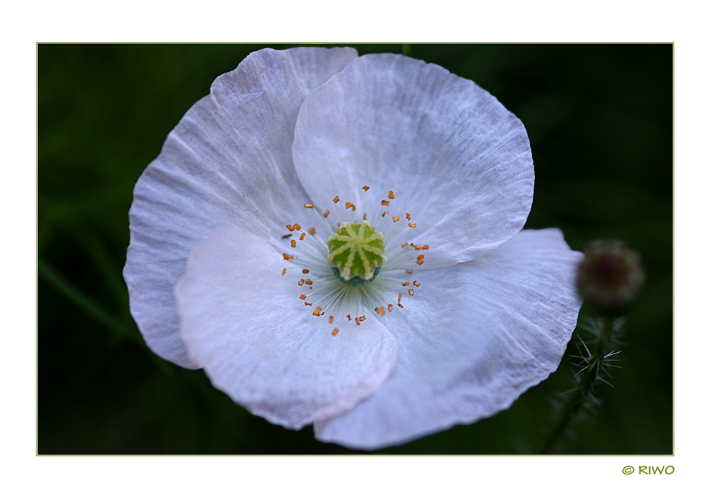 weisser Mohn.....