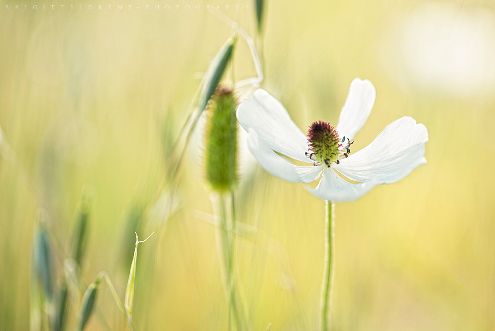 weisser Mohn.......