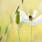 weisser Mohn.......