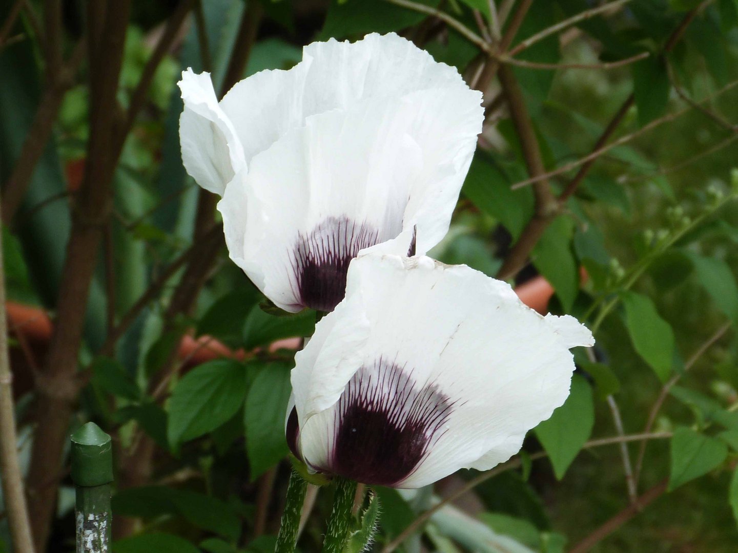 Weißer Mohn 2