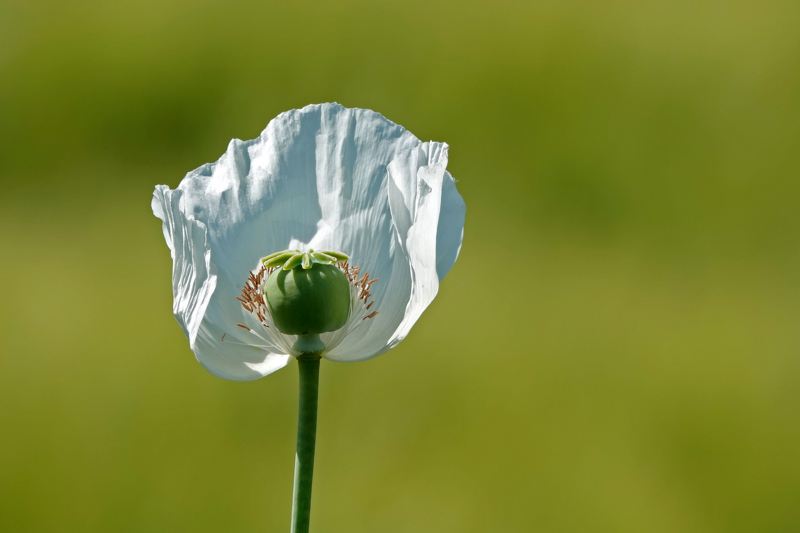 weißer Mohn...