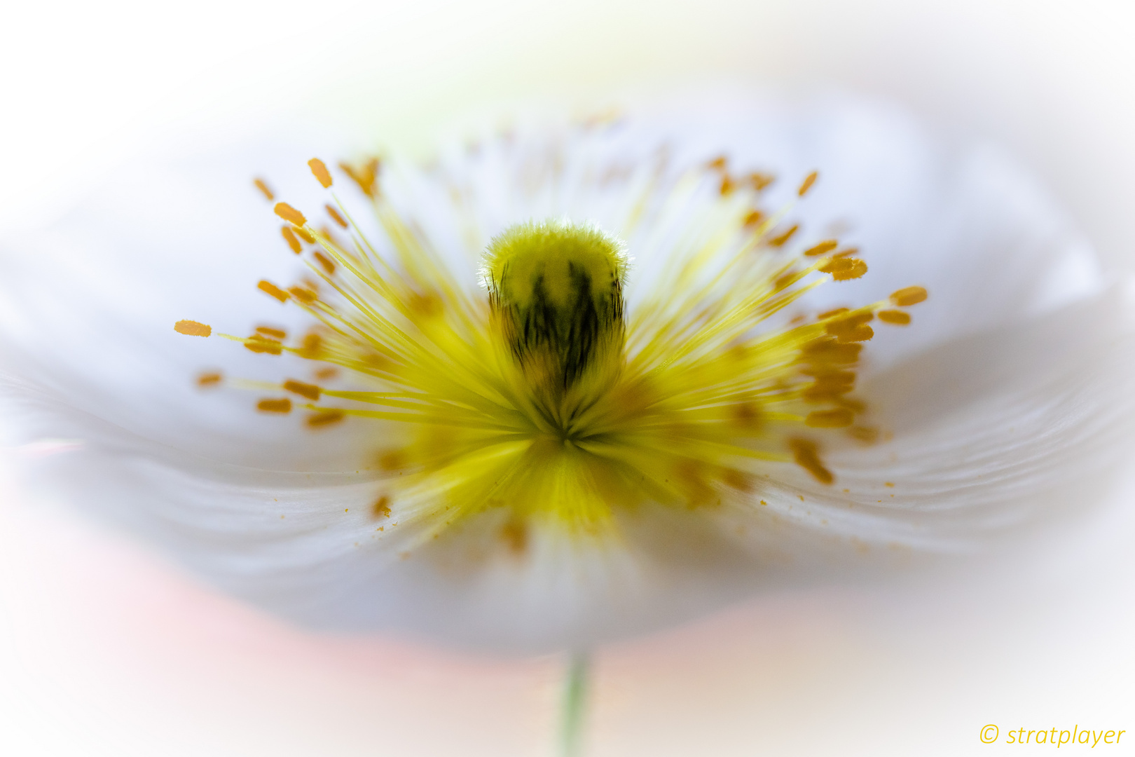 Weißer Mohn