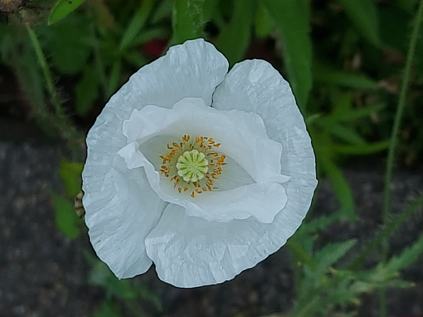 Weißer Mohn