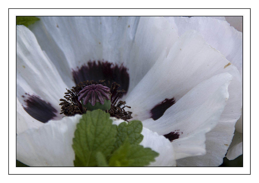 Weißer Mohn