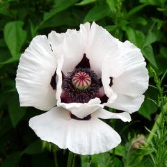 weisser Mohn