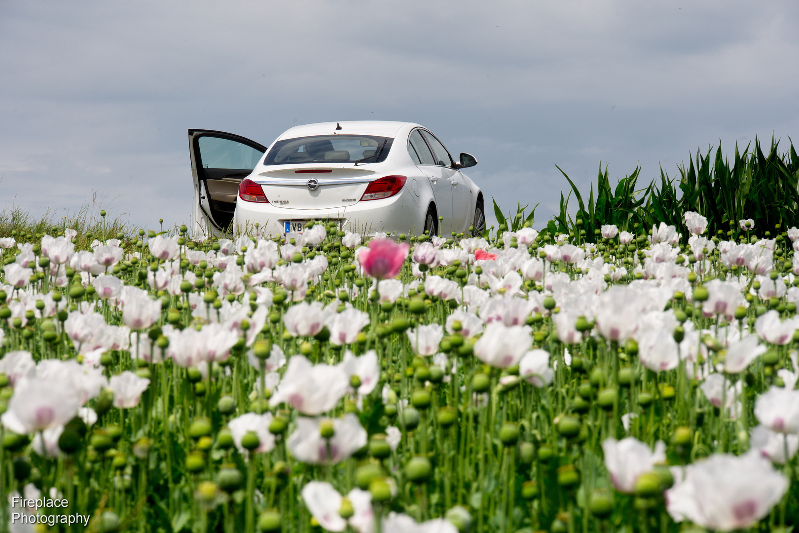 Weißer Mohn 3