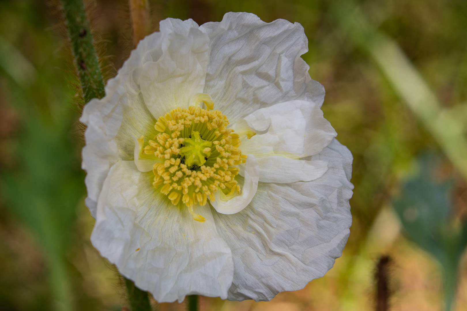 Weisser Mohn