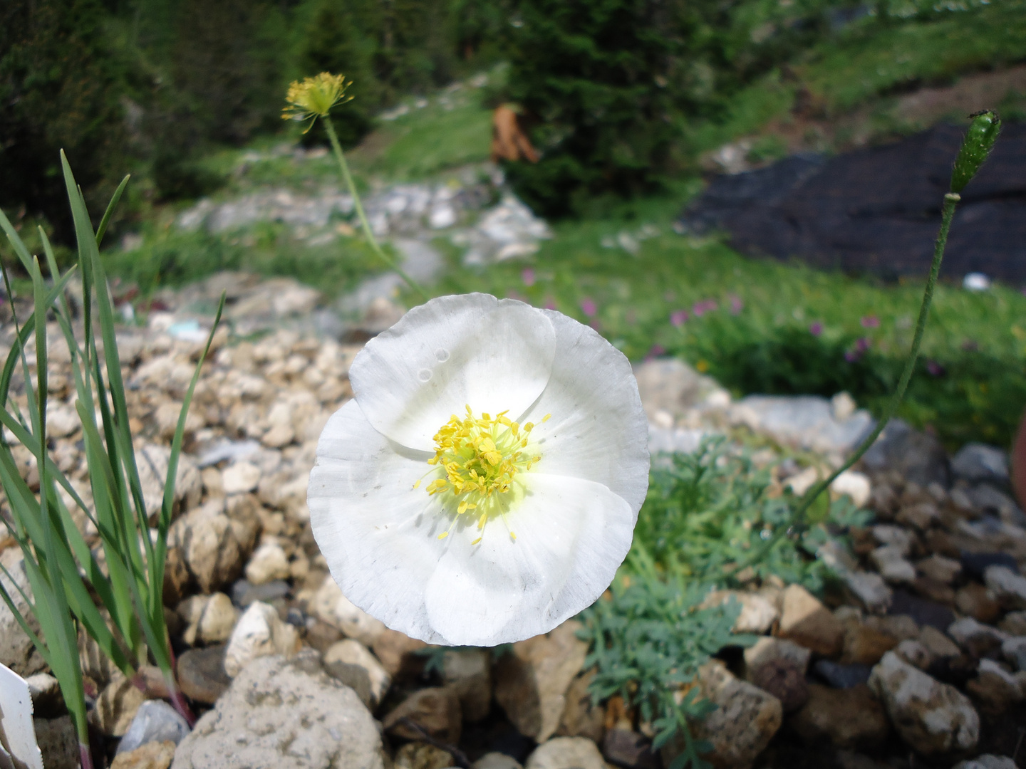 weißer Mohn