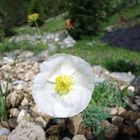 weißer Mohn