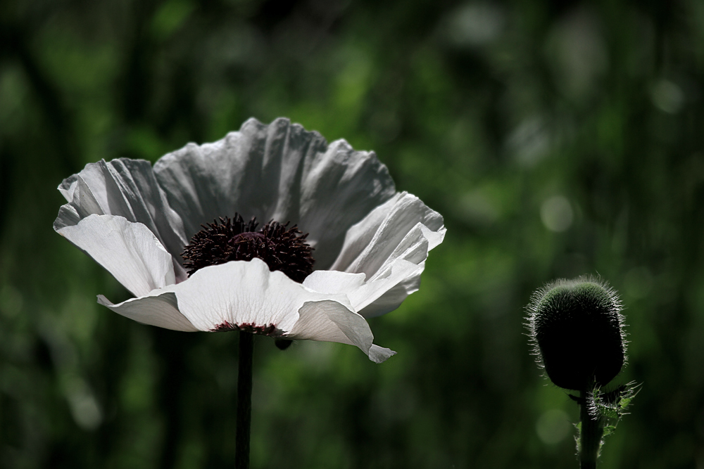 weißer Mohn