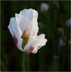 weisser Mohn