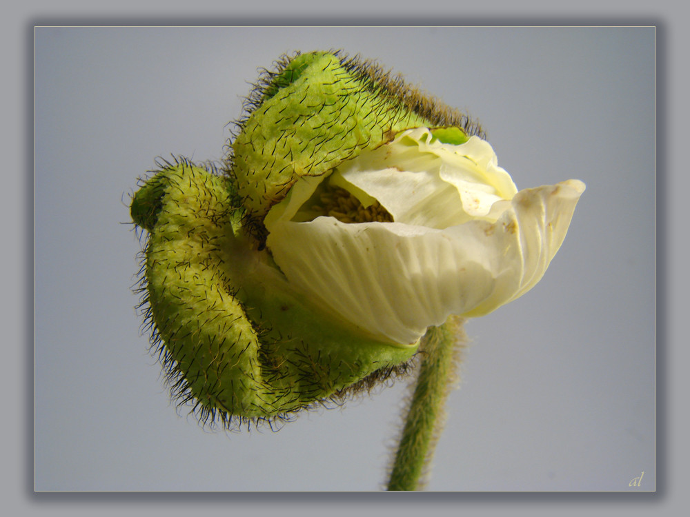 Weißer Mohn