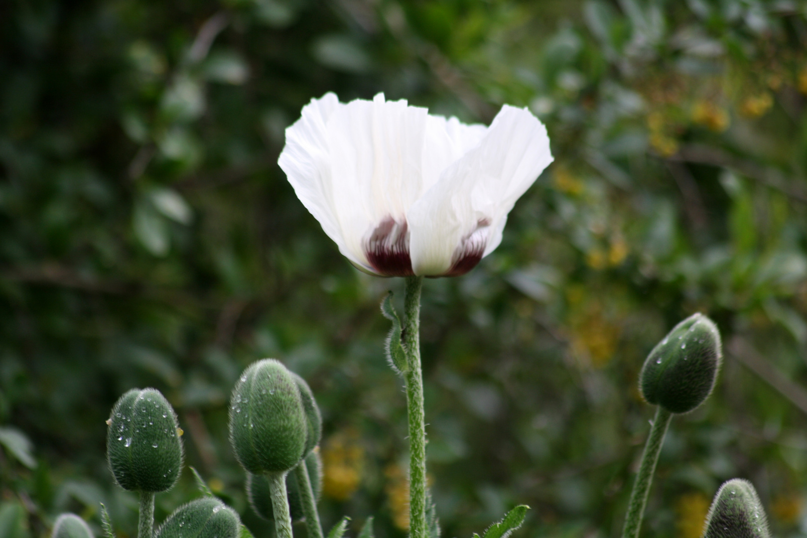 Weisser Mohn