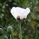 Weisser Mohn