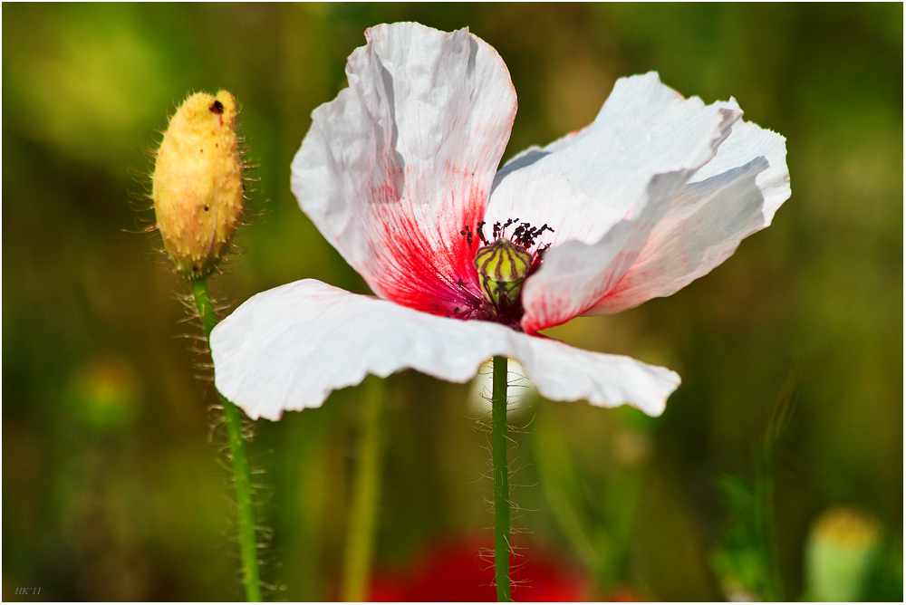 Weißer Mohn