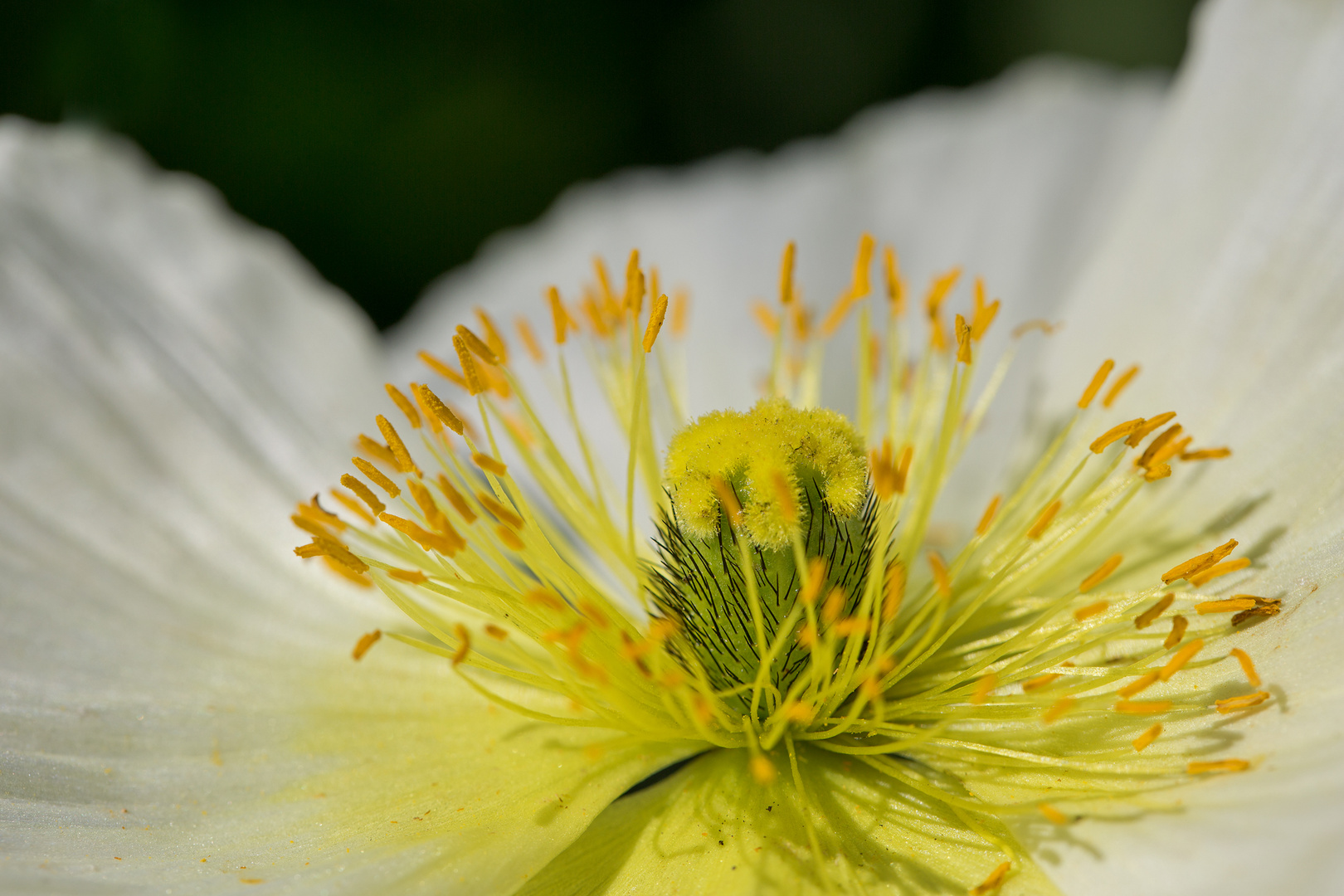 weißer Mohn