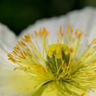 weißer Mohn