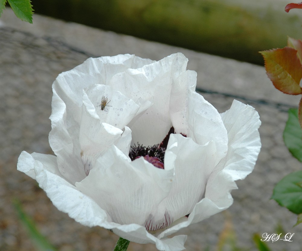 Weißer Mohn