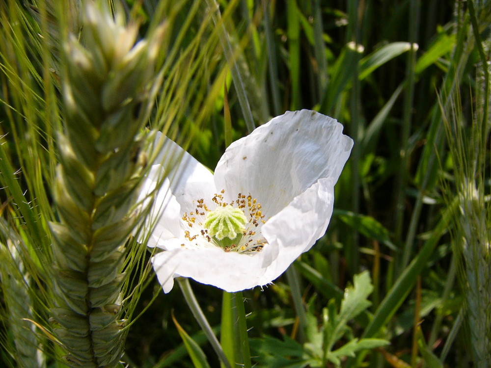 Weißer Mohn