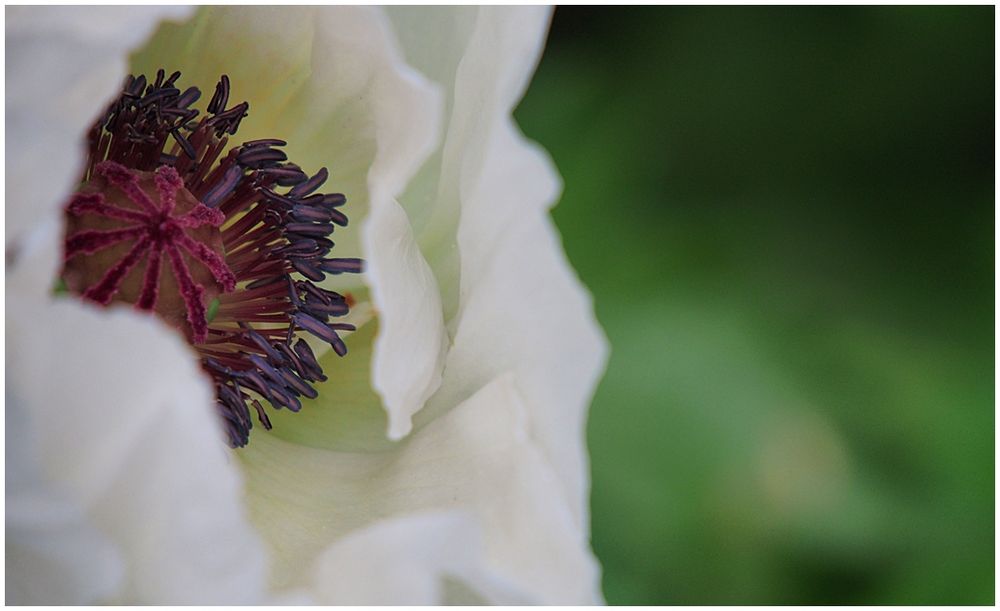 Weißer Mohn