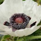 weißer mohn