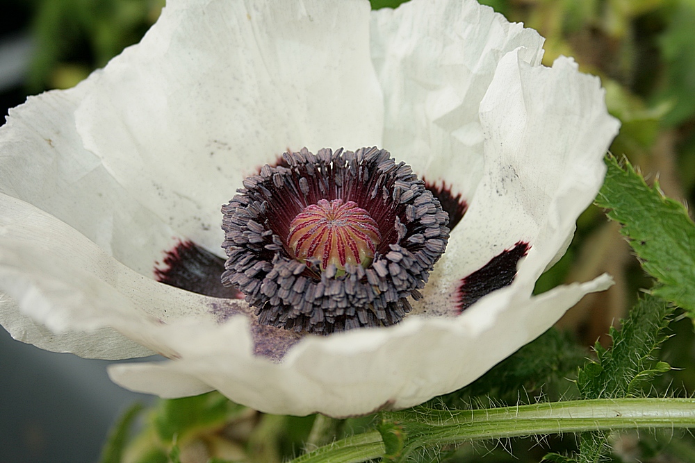 weißer mohn